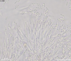 Ascocoryne cylichnium