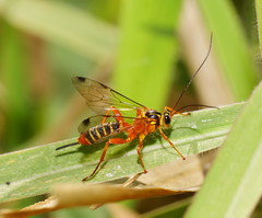 Echthromorpha agrestoria