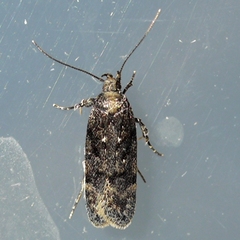 Gelechiini