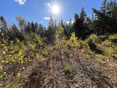 Stereocaulon saxatile