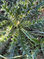 Cirsium horridulum