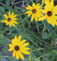 Helianthus angustifolius