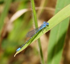 Pseudagrion cingillum