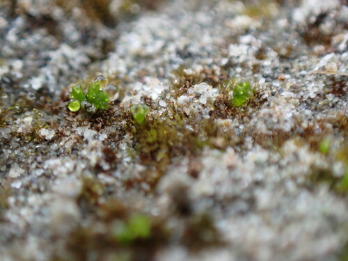 Image of Ephemerum spinulosum by no rights reserved