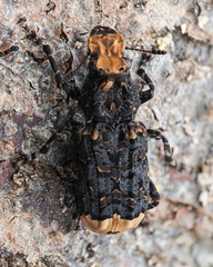 Platyrhinus resinosus