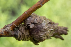 Rabdophaga strobiloides