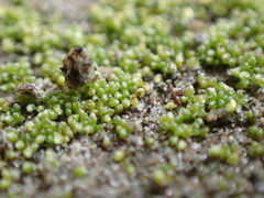 Bryum barnesii