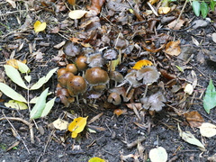 Coprinellus micaceus