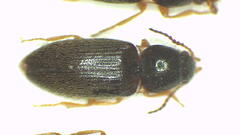 Microdesmes angulatus