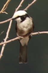 Eurocephalus ruppelli