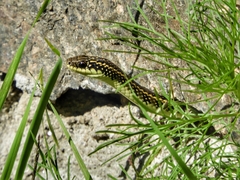 Lygophis anomalus