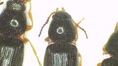Microdesmes angulatus