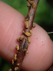 Calyptospora columnaris