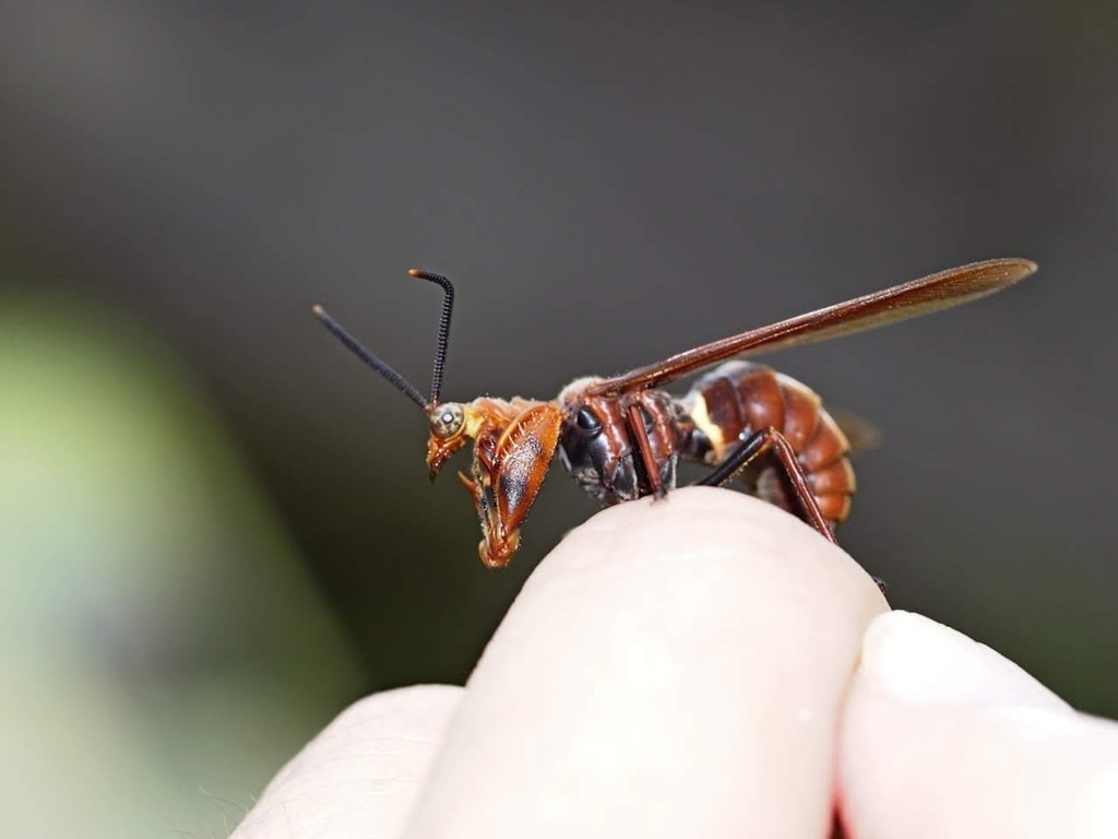 Euclimacia badia
