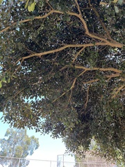 Ficus rubiginosa
