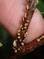 Calyptospora columnaris