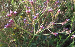 Verbena brasiliensis