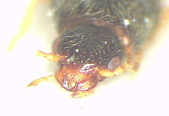 Microdesmes angulatus
