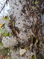 Clematis vitalba