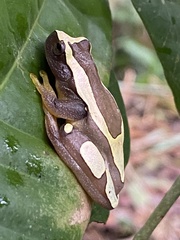 Dendropsophus elegans