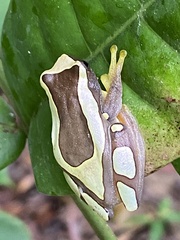 Dendropsophus elegans