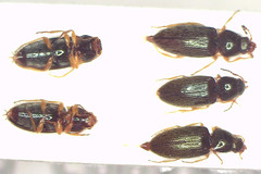 Microdesmes angulatus