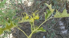 Solanum dimidiatum