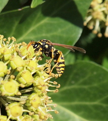 Polistes gallicus
