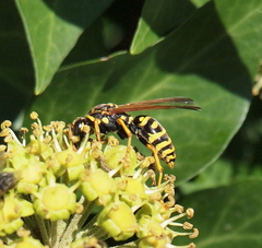 Polistes gallicus