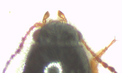 Microdesmes angulatus