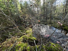 Viburnum cassinoides