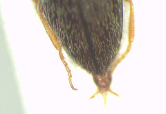 Microdesmes angulatus