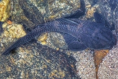 Hypostomus cordovae