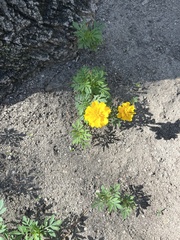 Tagetes lemmonii