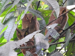 Otus spilocephalus