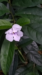 Brunfelsia