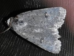 Caradrina flavirena