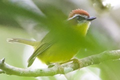 Basileuterus delattrii