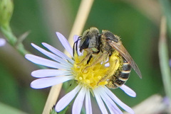 Halictus