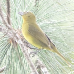 Chlorothraupis carmioli