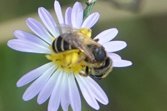 Halictus