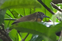 Pheugopedius rutilus