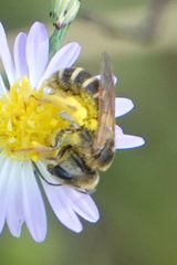 Halictus