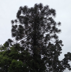 Araucaria bidwillii