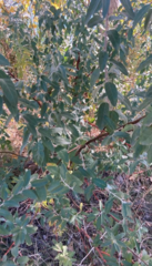 Elaeagnus angustifolia