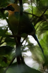 Baryphthengus martii