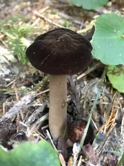Lactarius fallax