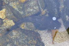 Hypostomus cordovae