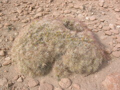 Maihueniopsis camachoi