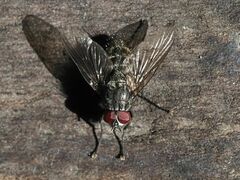 Helina